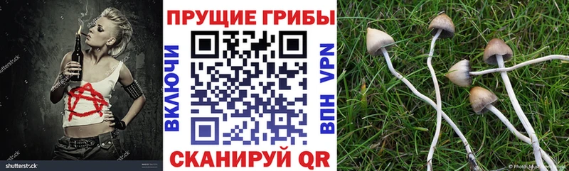 дарк нет как зайти  Гвардейск  Галлюциногенные грибы Cubensis  гидра вход 